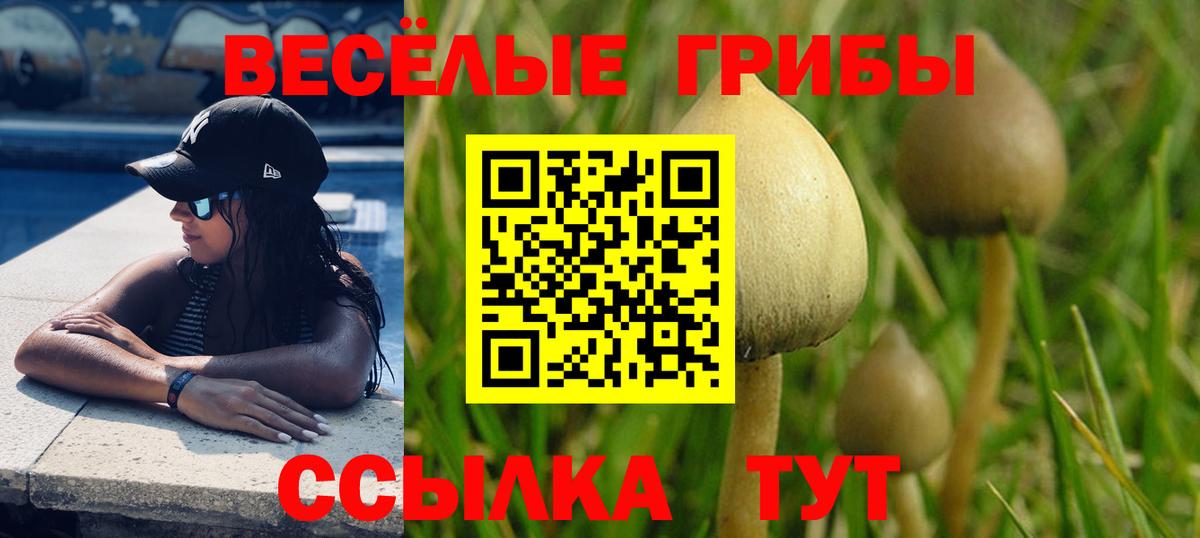 Псилоцибиновые грибы Psilocybine cubensis Нижнеудинск